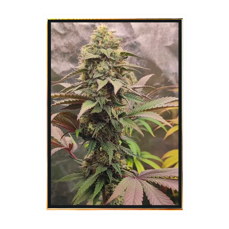 Menta animale - semi sfusi - semi di marijuana all'ingrosso Menta animale - semi sfusi - semi di marijuana all'ingrosso