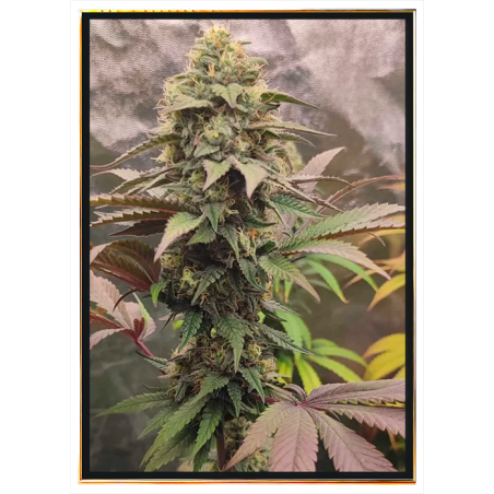 Animal Mint Cannabis Seeds - grossiste, graines en vrac, livraison rapide