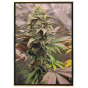 Menta animale - semi sfusi - semi di marijuana all'ingrosso Menta animale - semi sfusi - semi di marijuana all'ingrosso