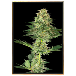 Banana Cannabis Seeds - Wholesale, Bulk Seeds, Worldwide Delivery