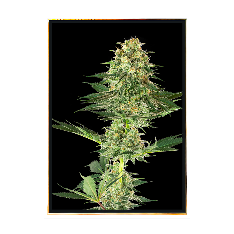 Semi di marijuana di banana - semi sfusi e offerte all'ingrosso