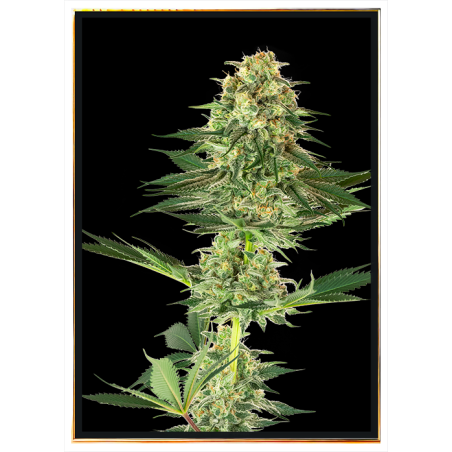 Banana семена конопли – опт, bulk seeds, доставка по всему миру