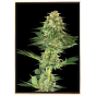 Banana marijuana seeds - graines en vrac et grossiste
