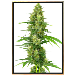 Big Bud Cannabis Seeds - Bulk Seeds and Wholesale Offer