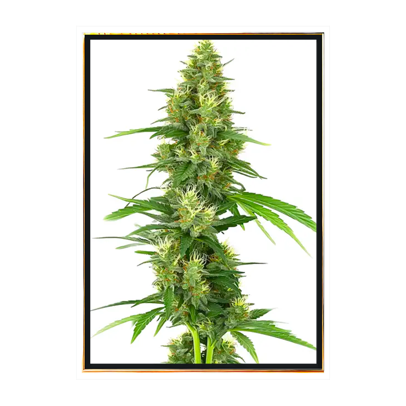 Big Bud cannabis seeds - wholesale and bulk seeds for growers