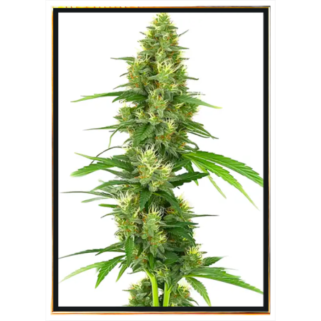 Big Bud Cannabis Seeds - Semillas al por mayor y a granel para cultivadores