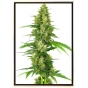 Big Bud Cannabis Seeds - Semillas al por mayor y a granel para cultivadores Big Bud Cannabis Seeds - Semillas al por mayor y a granel para cultivadores