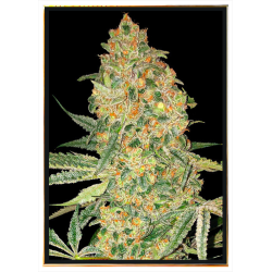 Bruce Banner graines de cannabis - graines en vrac, grossiste