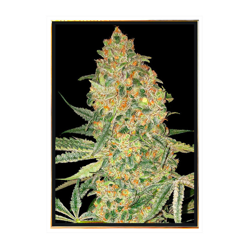 Semillas de marihuana Bruce Banner - venta al por mayor, semillas a granel