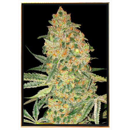 Bruce Banner семена конопли – bulk seeds, оптовое предложение