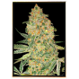 Bruce Banner graines de cannabis - grossiste, graines en vrac Bruce Banner graines de cannabis - grossiste, graines en vrac
