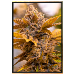 Candy Kush graines de cannabis - graines en vrac, livraison partout dans le monde