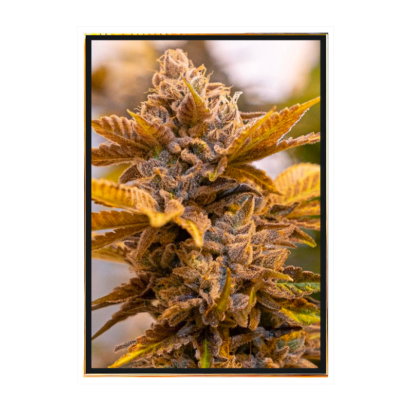 Semillas de Marihuana Candy Kush - Semillas a Granel y Ofertas al por mayor