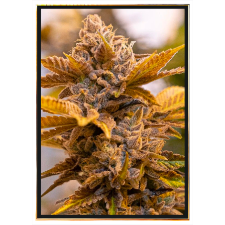 Candy Kush graines de cannabis - graines en vrac, livraison partout dans le monde