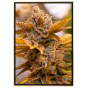 Candy Kush semena marihuany – bulk seeds a velkoobchodní nabídka