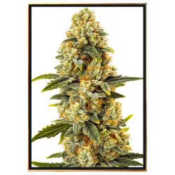 Critical Bilbo Cannabis Seeds - Wholesale, Stable Genetics
