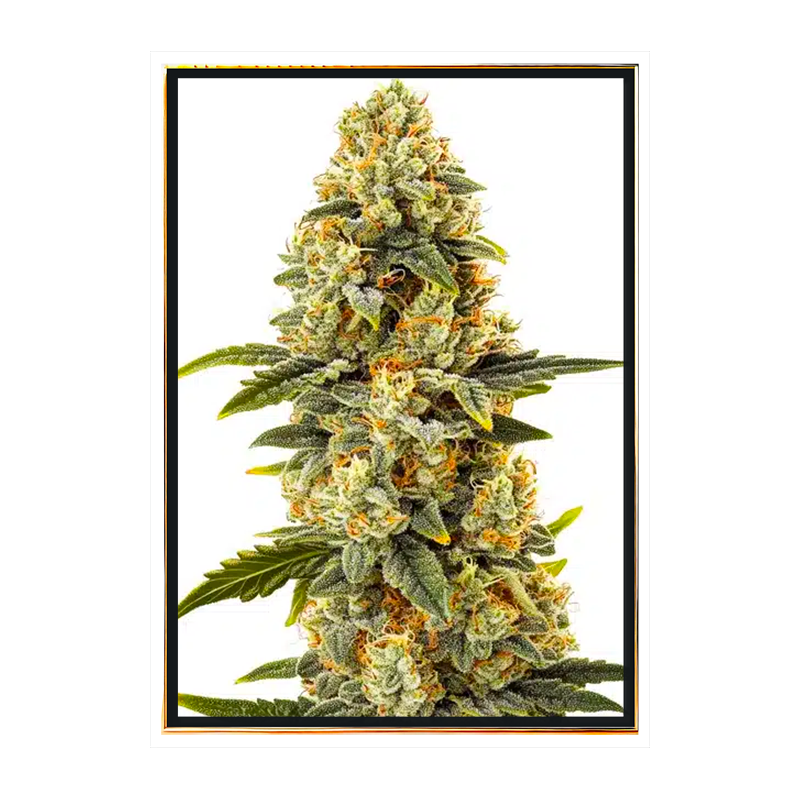 Critical Bilbo semillas de marihuana - semillas al por mayor a granel, la genética superior