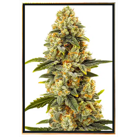 Critical Bilbo graines de cannabis - grossiste, génétique stable