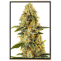 Critical Bilbo semena marihuany – velkoobchodní bulk seeds, top genetika
