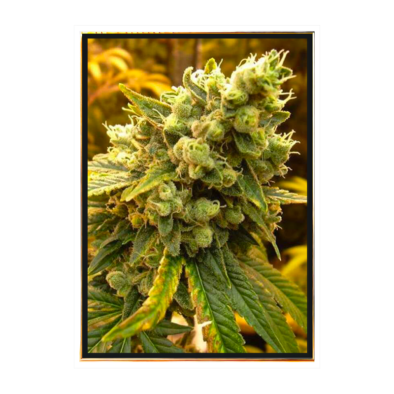Diesel Marijuana Seeds - Potent Cannabis Strain - Wholesale Bulkseeds