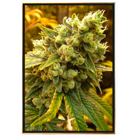 Semillas de marihuana Diesel - variedad de cannabis fuerte - bulkseeds al por mayor