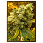 Semillas de marihuana Diesel - variedad de cannabis fuerte - bulkseeds al por mayor Semillas de marihuana Diesel - variedad de cannabis fuerte - bulkseeds al por mayor