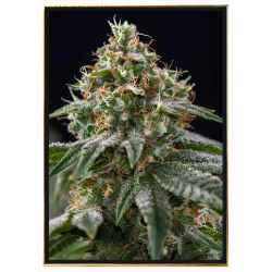 Gelato graines de cannabis - génétique premium, livraison rapide