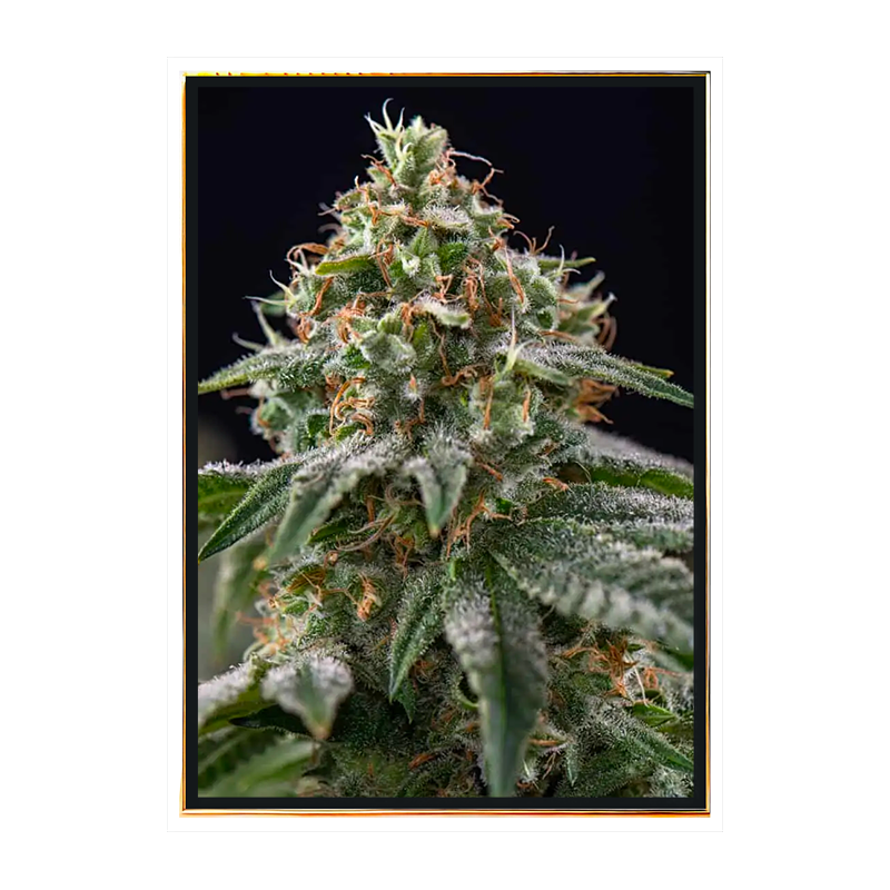 Gelato marijuana seeds - profitable genetics cheap bulk seeds