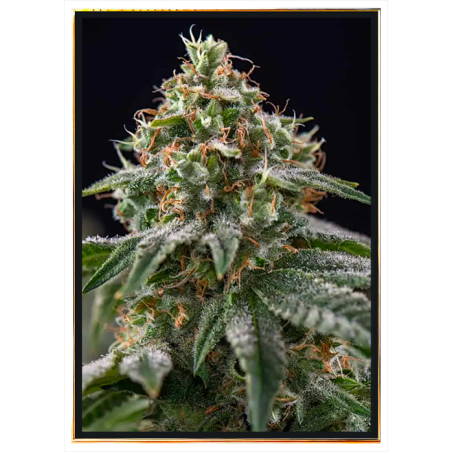 Gelato graines de cannabis - génétique premium, livraison rapide