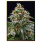 Gelato marijuana seeds - profitable genetics cheap bulk seeds