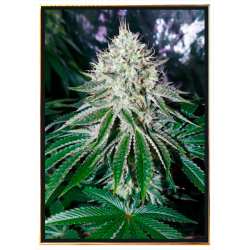 Gorilla hemp seeds - strong genetics, wholesale offer