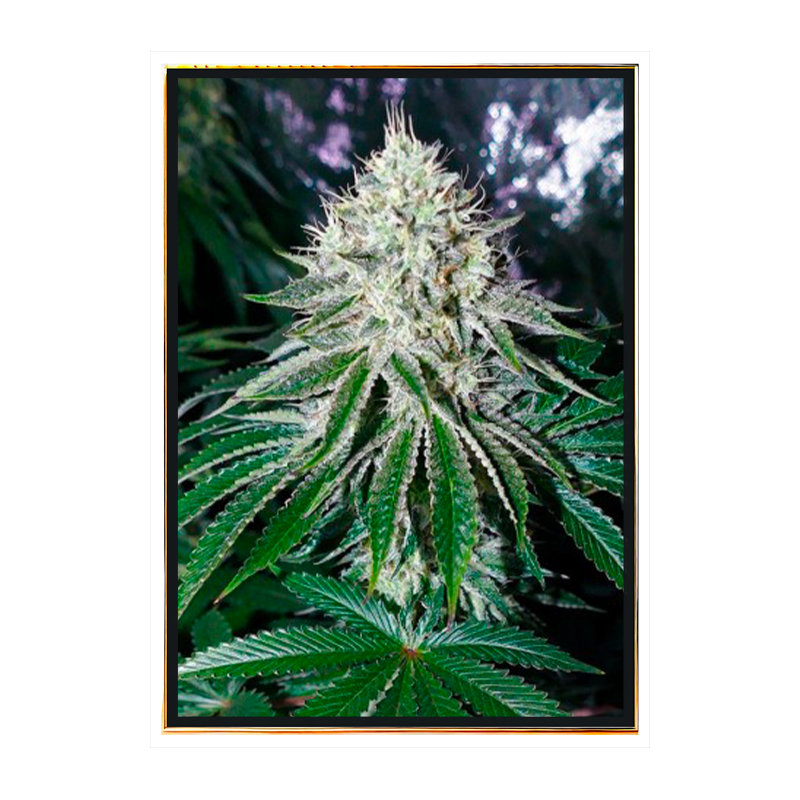 Gorilla Hanfsamen - Großhandel, Bulk Seeds, feminisierte Genetik