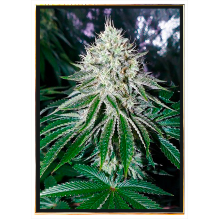 Gorilla semillas de marihuana - venta al por mayor, semillas a granel, genética feminizada