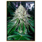 Semi di marijuana Gorilla - all'ingrosso, semi sfusi, genetica femminizzata Semi di marijuana Gorilla - all'ingrosso, semi sfusi, genetica femminizzata