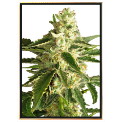 Green Crack graines de cannabis - grossiste, livraison rapide