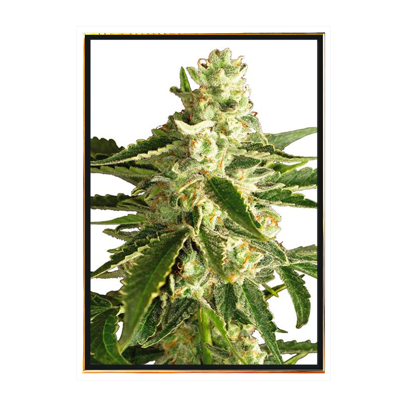 Green Crack semillas de marihuana - semillas feminizadas, semillas a granel