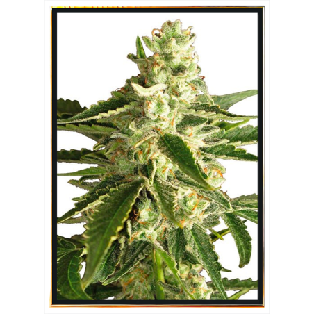 Green Crack semillas de cannabis - semillas a granel, al por mayor, entrega rápida