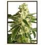 Green Crack semillas de marihuana - semillas feminizadas, semillas a granel