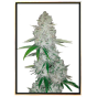 Gorilla Glue n4 semi di marijuana - semi sfusi, all'ingrosso, ad alto rendimento Gorilla Glue n4 semi di marijuana - semi sfusi, all'ingrosso, ad alto rendimento