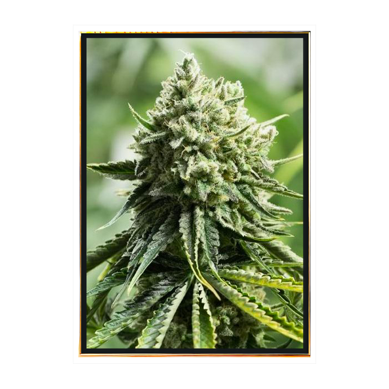 Moby Orka Cannabis-Samen – Großhandel ohne Anmeldung, weltweiter Versand