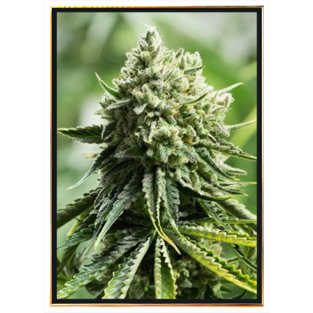Моби Орка аутофловеринг семена конопље – велепродаја, bulk seeds