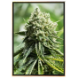 Moby Orka семена канабиса – велепродаја без регистрације, достава широм света