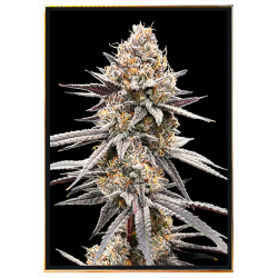 Bubble Gum Hemp Seeds - Wholesale, Worldwide Delivery