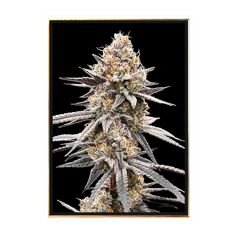 Bubble Gum - semi di cannabis per la coltivazione indoor, all'ingrosso, semi sfusi Bubble Gum - semi di cannabis per la coltivazione indoor, all'ingrosso, semi sfusi