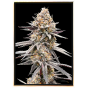 Bubble Gum - семена каннабиса для выращивания в закрытом грунте, оптовая продажа, семена оптом