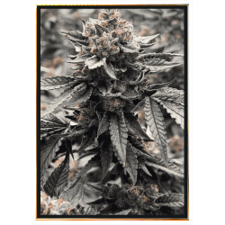 Runtz Hemp Seeds - Wholesale, Worldwide Delivery