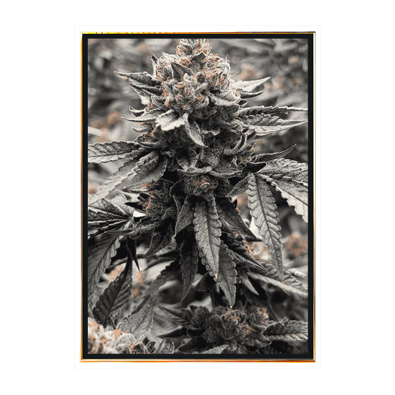 Runtz - семена марихуаны THC, семена каннабиса оптом, оптовая продажа онлайн