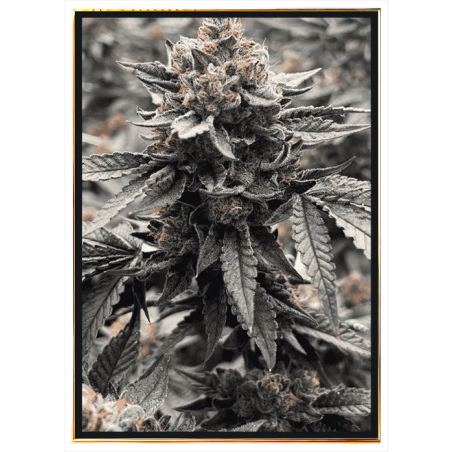 Runtz - Nasiona marihuany THC, nasiona konopi luzem, sprzedaż hurtowa online