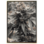 Runtz – THC semena marihuany, bulk seeds konopí, velkoobchod online Runtz – THC semena marihuany, bulk seeds konopí, velkoobchod online
