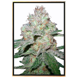 Amnesia Fast semi di cannabis - all'ingrosso, consegna in tutto il mondo